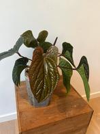 Anthurium Luxurians x Radicans XL, Huis en Inrichting, Kamerplanten, Ophalen