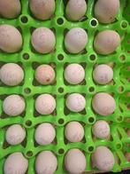 24 broedeieren sabelpoot, Meerdere dieren, Kip