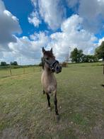 Stoere Konik hengst – Bo, 4 jaar, Dieren en Toebehoren, Gechipt, Minder dan 160 cm, 3 tot 6 jaar, Recreatiepaard