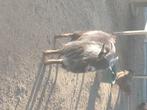 Mooie tanbok, Mâle, Chèvre, 0 à 2 ans