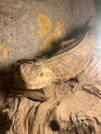 Koppel baardagamen, Animaux & Accessoires, Reptiles & Amphibiens, Autres espèces, 3 à 6 ans