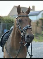 Dpony, Dieren en Toebehoren, Pony's, Merrie, Zadelmak, D pony (1.37m tot 1.48m), 11 jaar of ouder