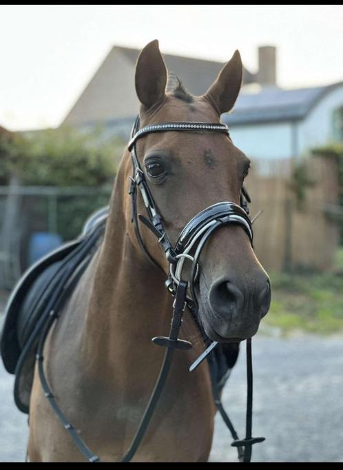 Dpony, Dieren en Toebehoren, Pony's, Merrie, Zadelmak, D pony (1.37m tot 1.48m), 11 jaar of ouder