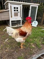 Coq et poule (avril 2025), Animaux & Accessoires, Volatiles, Plusieurs animaux, Poule ou poulet