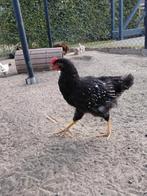 2 jonge Barneveld hanen