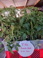 Tomaten struiken, Jardin & Terrasse, Plantes | Jardin, Enlèvement