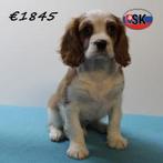Cavalier King Charles (Blenheim) pups te koop, 15 weken tot 1 jaar, Buitenland, Parvo, Meerdere