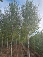 Betula berkenbomen in verschillende maten leverbaar, Tuin en Terras, Planten | Bomen, Ophalen of Verzenden, Herfst