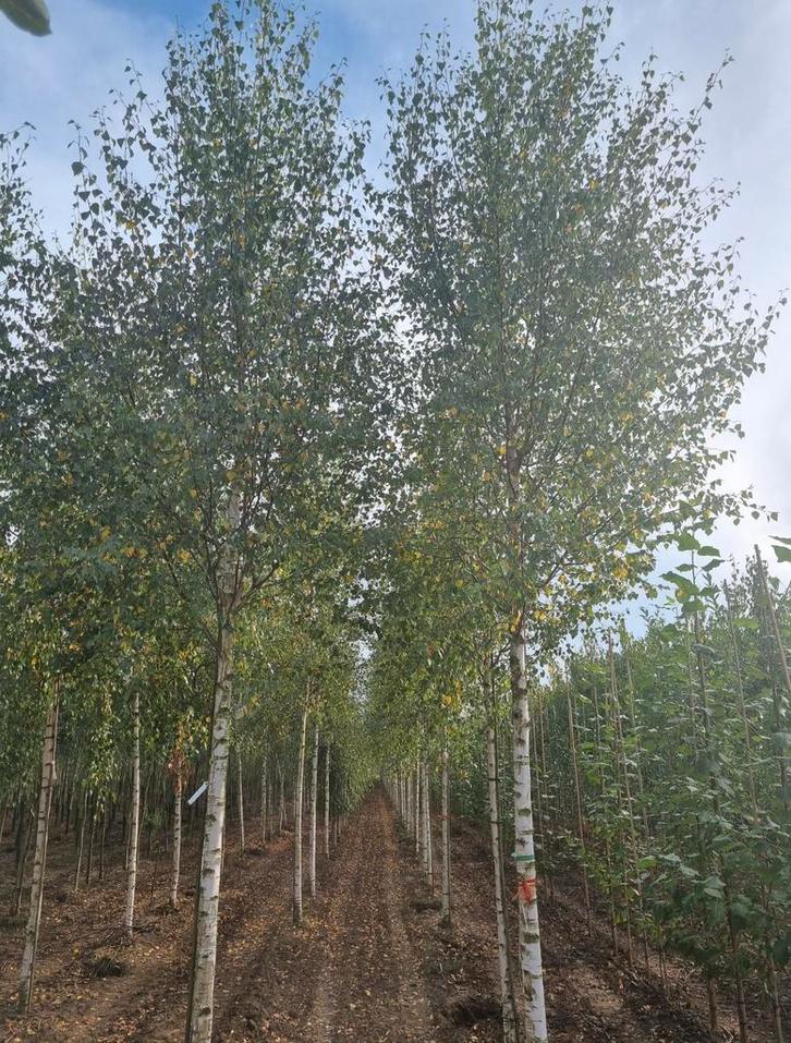 Betula berkenbomen in verschillende maten leverbaar, Tuin en Terras, Planten | Bomen, Herfst, Ophalen of Verzenden