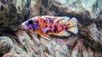 Aulonocara "OB" Multicolor, Vis, Zoetwatervis