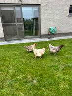 3 legkippen (1 creme legkip die blauwe eieren legt), Dieren en Toebehoren, Vrouwelijk, Kip