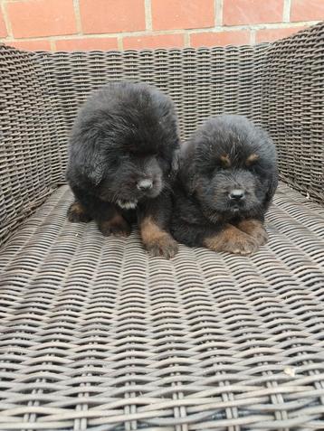 Prachtige Tibetaans mastiff pups beschikbaar voor biedingen