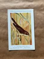 Vogels van België  Nr. 31 Boschrietzanger, Ophalen of Verzenden, 1940 tot 1960, Ongelopen, Vogel