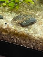Jonge gevlekte pantser corydora’s