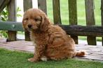 Prachtige cockapoo pups (abrikoos/rood), Dieren en Toebehoren, België, Overige rassen, CDV (hondenziekte), 8 tot 15 weken