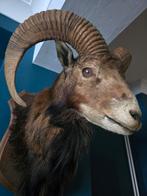 moeflon mouflon taxidermie, Ophalen, Zo goed als nieuw