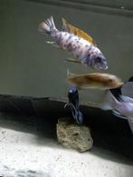 Cichlidès Malawi couple/trio labeotropheus trawawasae, Dieren en Toebehoren, Vissen | Aquariumvissen