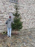 Mooie grote kerstboom met wortel, Ophalen of Verzenden