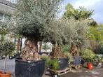 Olijfboom Olea Europaea Bonsai, Jardin & Terrasse, Plantes | Arbres, Olivier, Enlèvement