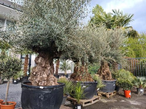 Olijfboom Olea Europaea Bonsai, Jardin & Terrasse, Plantes | Arbres, Olivier, Enlèvement