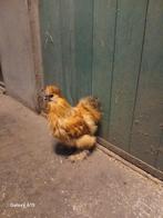 Zijdehoender haantjes gratis, Dieren en Toebehoren