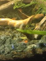 Red rilis garnalen, Dieren en Toebehoren, Kreeft, Krab of Garnaal, Zoetwatervis