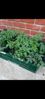 Snoep/apéritief tomatenplantjes + trostomaten plantjes, Tuin en Terras, Planten | Tuinplanten, Ophalen