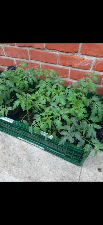 Plants de tomates en bonbons/apéritifs + plants de tomates e, Enlèvement