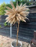 Prachtige palmboom met echte pampas pluimen, Ophalen of Verzenden