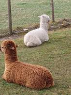 Alpaca, deux pouliches d'août 2023, très beau poulain, Comme neuf, Enlèvement ou Envoi