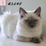 Ragdoll - mooie kittens te koop, Meerdere dieren, Gechipt, 0 tot 2 jaar