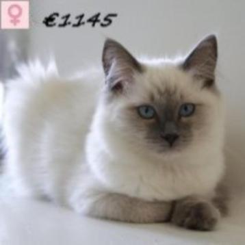 Ragdoll - mooie kittens te koop beschikbaar voor biedingen