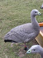 hoenderganzen 2024, Dieren en Toebehoren, Pluimvee, Meerdere dieren, Gans of Zwaan