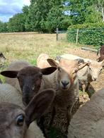 lammeren te koop, Dieren en Toebehoren, Meerdere dieren, Schaap, 0 tot 2 jaar