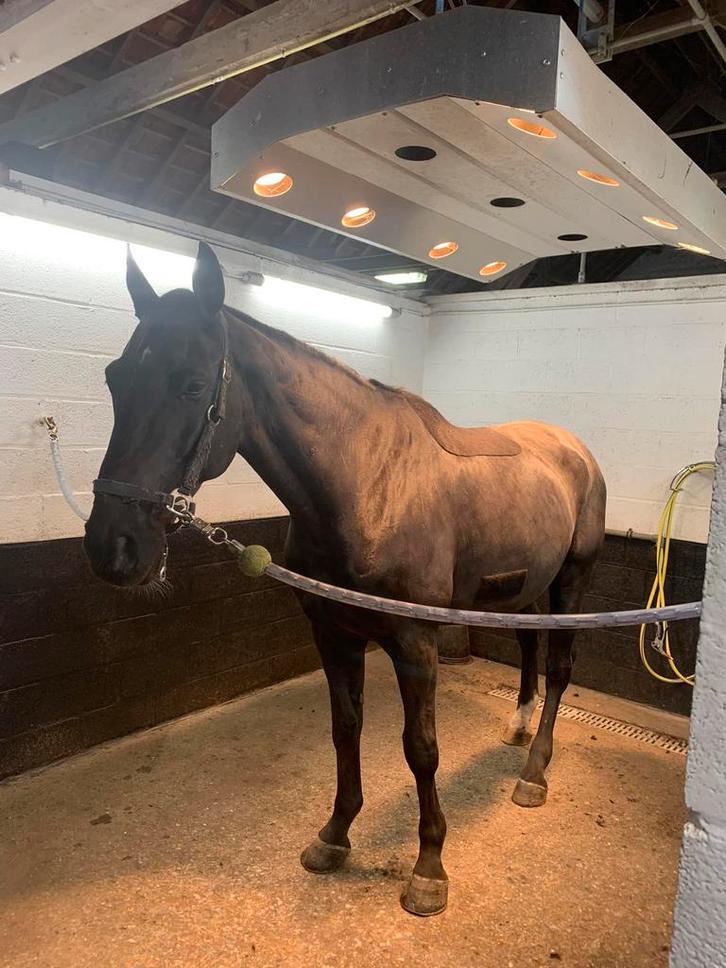Scheren van paarden, Dieren en Toebehoren, Stalling en Weidegang