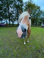 9 jarige haflinger te koop, Dieren en Toebehoren, Ruin