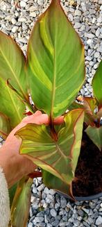 Canna Thai rainbow, Ophalen