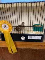 koppel europese kwartels, Geringd