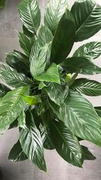 Kamerplant, Huis en Inrichting, Kamerplanten, Ophalen