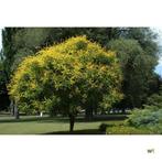 Koelreuteria, Tuin en Terras, Overige soorten, 100 tot 250 cm, Zomer, Ophalen