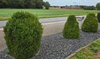 3x Buxus Pyramid GRATIS, Tuin en Terras, Ophalen, Buxus, Struik, 100 tot 250 cm