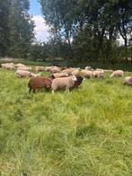 Ovins/béliers, Animaux & Accessoires, Moutons, Chèvres & Cochons, Plusieurs animaux, Mouton, 0 à 2 ans