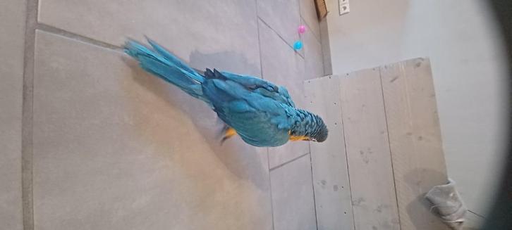 Tamme Blauw gele baby ara's, Dieren en Toebehoren, Vogels | Parkieten en Papegaaien, Papegaai, Meerdere dieren, Tam, Geringd