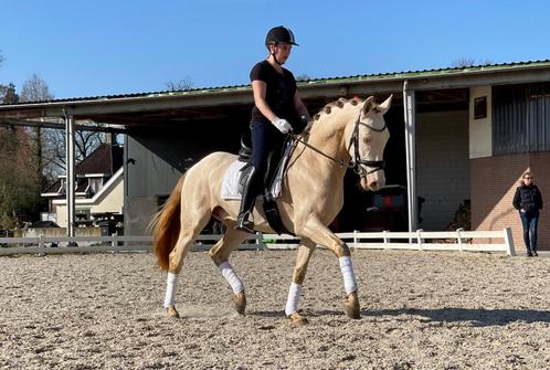 5 jarige pre, Dieren en Toebehoren, Paarden, Ruin, Minder dan 160 cm, 3 tot 6 jaar, Met stamboom, Gechipt, Ontwormd, Ingeënt