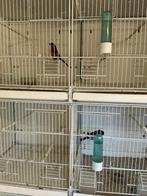 Vogels, Dieren en Toebehoren, Mannelijk, Wildzangvogel, Geringd