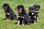 Rottweiler pups te koop