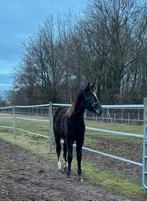 Jaarling merrie, Avec pedigree, 0 à 2 ans, Jument, Non dressé