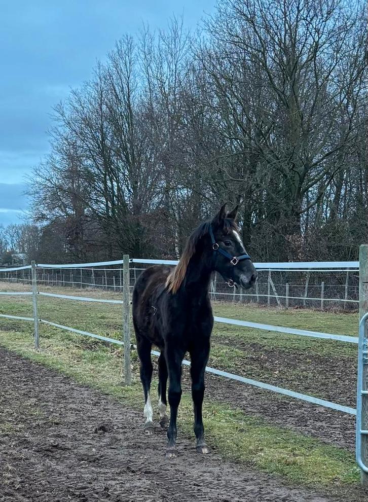 Jaarling merrie, Animaux & Accessoires, Chevaux, Jument, Non dressé, 0 à 2 ans, Cheval de saut, Avec pedigree, Avec puce électronique