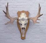 Scandinavisch ELAND GEWEI op licht houten schild (ref. C), Verzamelen, Dierenverzamelingen, Ophalen, Gebruikt, Hert, Gewei of Kop