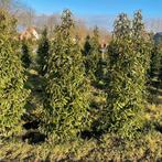 Prunus lucitanica, Tuin en Terras, Planten | Bomen, Ophalen of Verzenden